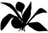 Natural Fibers